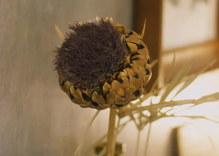 Casa Oliva - Casa Da Mata Apartamento *